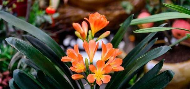 哪些花代表健康的意义？健康的花有哪些？