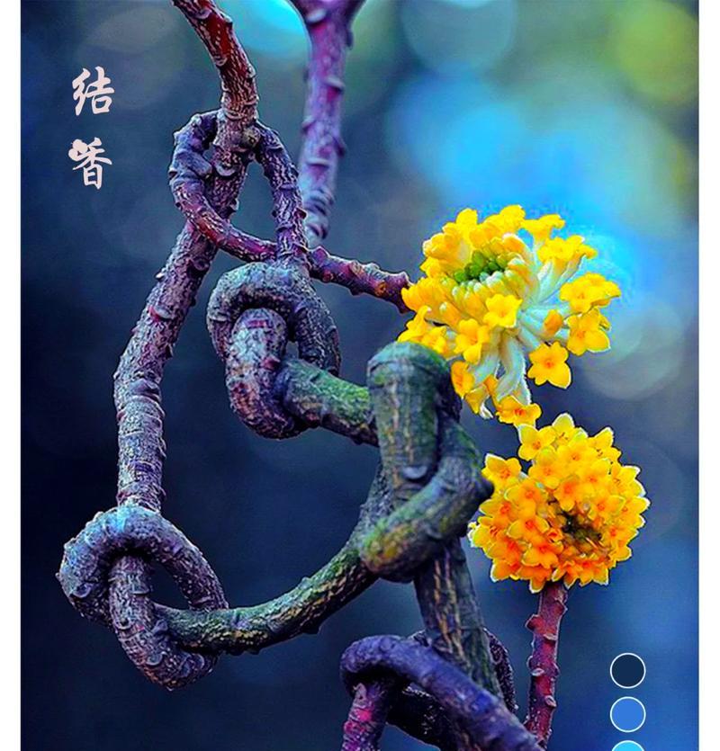 哪种花象征爱情？爱情的花有哪些寓意？