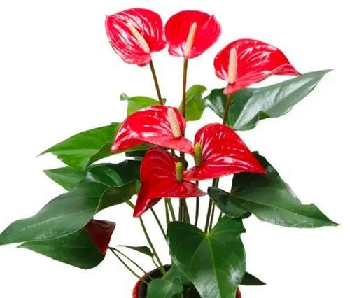 哪种花象征好运和成功？它的寓意是什么？