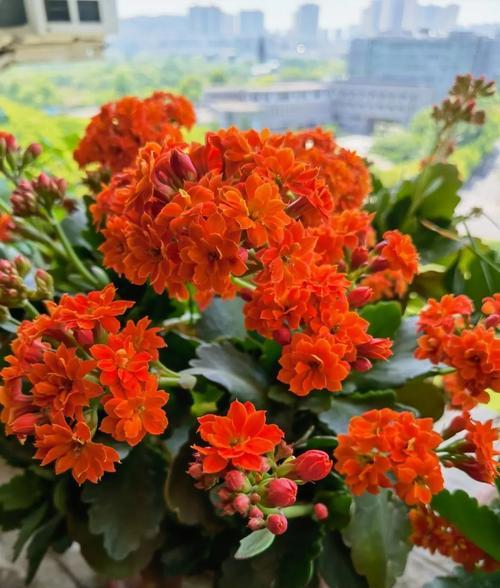 长寿花寓意着什么？长寿花的寓意解说是什么？