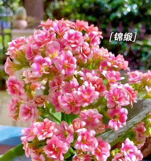 长寿花寓意着什么？长寿花的寓意解说是什么？