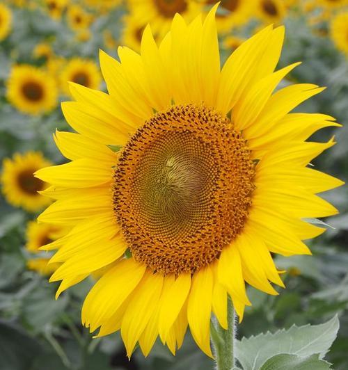 节哀的花有什么寓意是什么？在悼念场合中通常选择什么花？