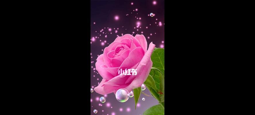 成功意义的花是什么花名？哪种花象征着成功？