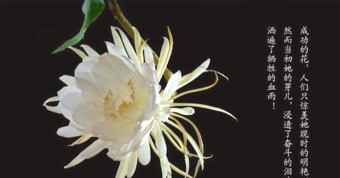 成功意义的花是什么花名？哪种花象征着成功？