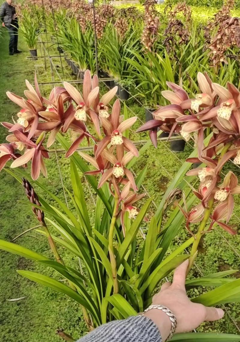 成功意义的花是什么花名？哪种花象征着成功？