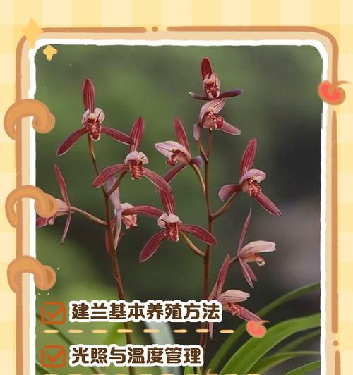 建兰冬季浇水指南（冬季浇水的注意事项及技巧）