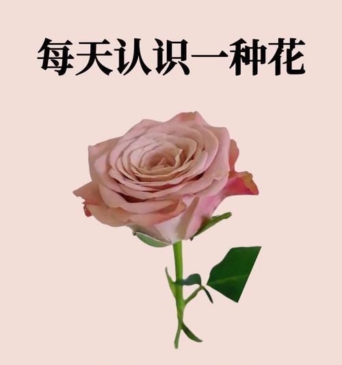 探究葡萄炭疽病的发病与治疗（从发病原因到治疗方法，全面了解葡萄炭疽病）