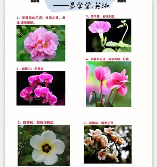 探秘象征生命力顽强的植物（探寻生命之力的自然奇迹）