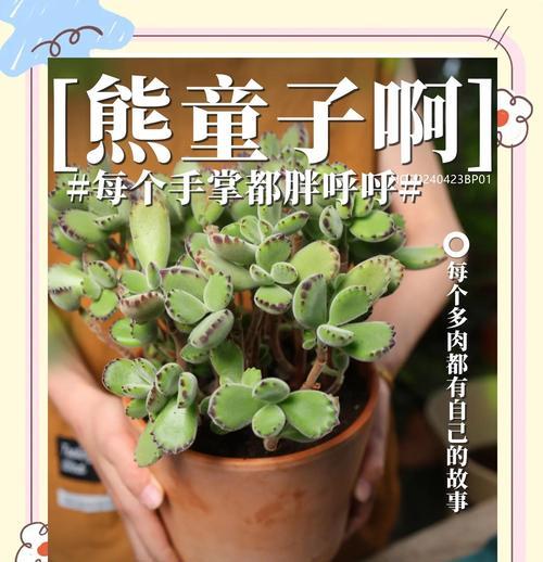 熊爪多肉的生长秘诀（从栽培到养护的全程指南，让你轻松打造可爱的“熊掌花”）