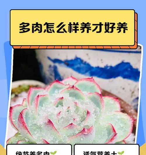 熊爪多肉的生长秘诀（从栽培到养护的全程指南，让你轻松打造可爱的“熊掌花”）