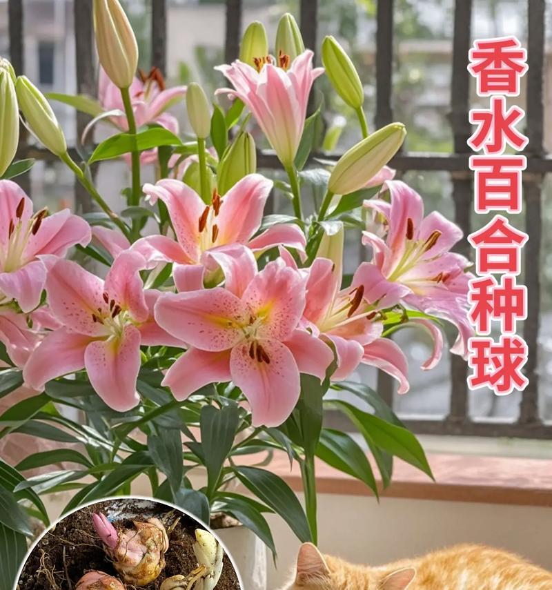 百合花的种植与养护（春季是最佳时间，注意土壤条件与水分管理）