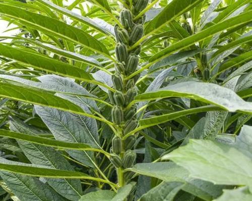 如何科学种植白芝麻？（选择适宜的时间和方法）