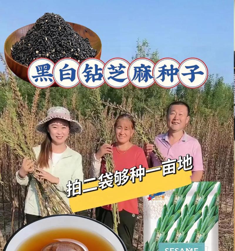 如何科学种植白芝麻？（选择适宜的时间和方法）