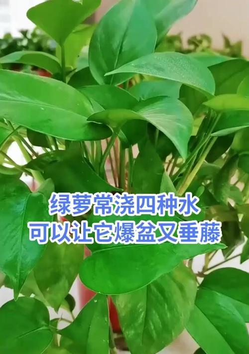 绿萝，喜欢水的宠儿（绿萝的生长环境和水分需求）