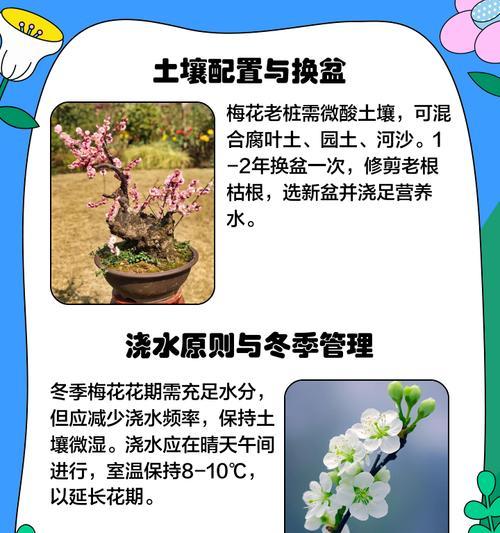绿梅盆景的养殖与注意事项（了解如何在家中养活绿梅盆景，成为花卉养殖专家）