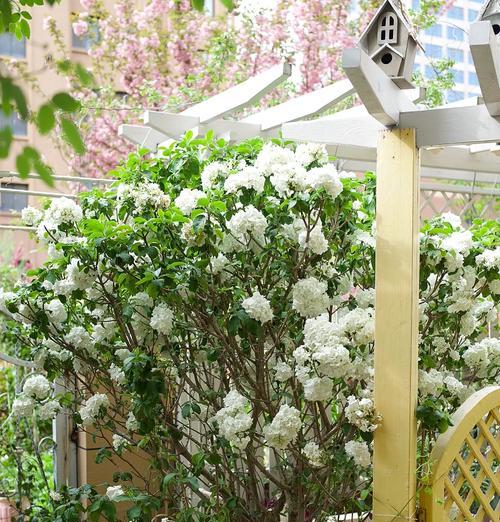窗外风水宜种何种花（选择适合窗外的花卉为家居风水添彩）