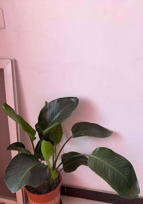 窗外风水宜种何种花（选择适合窗外的花卉为家居风水添彩）