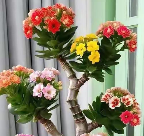 窗外风水宜种何种花（选择适合窗外的花卉为家居风水添彩）