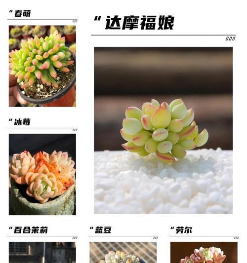 百合丽多肉的养护方法（如何让你的百合丽多肉长得更茂盛？）