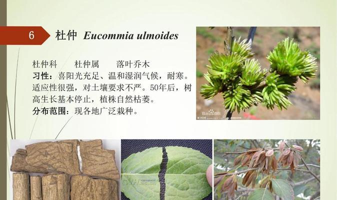 如何种植杜仲种子（全方位指南，轻松掌握）