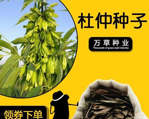 如何种植杜仲种子（全方位指南，轻松掌握）