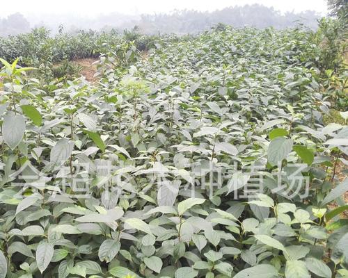 如何种植杜仲种子（全方位指南，轻松掌握）