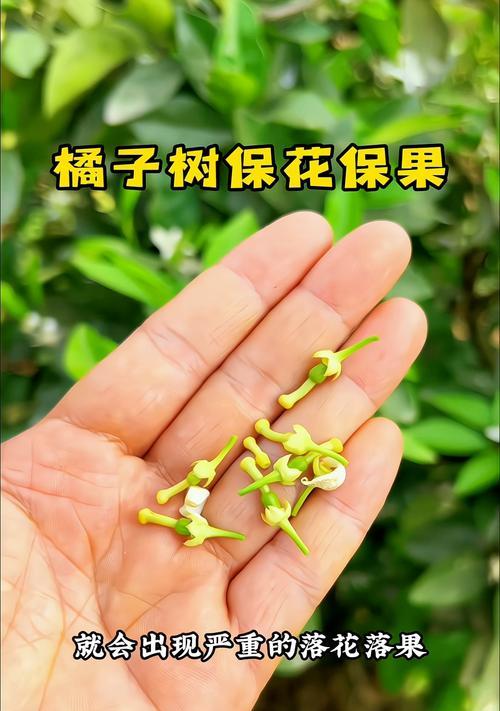 桔子树肥料施用指南（什么时候施肥？该用什么肥料？）