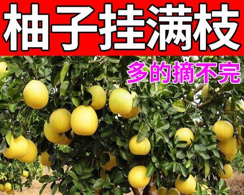 桔子树肥料施用指南（什么时候施肥？该用什么肥料？）
