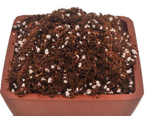 多肉植物的土种植方法（打造健康多肉，从土开始）