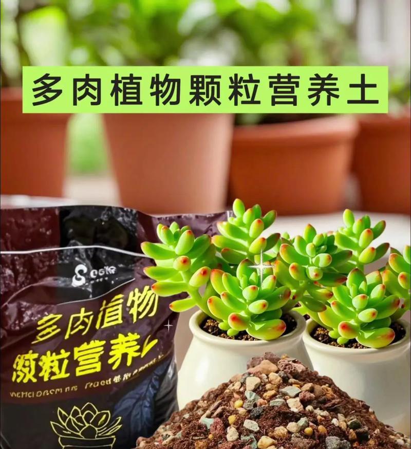多肉植物的土种植方法（打造健康多肉，从土开始）