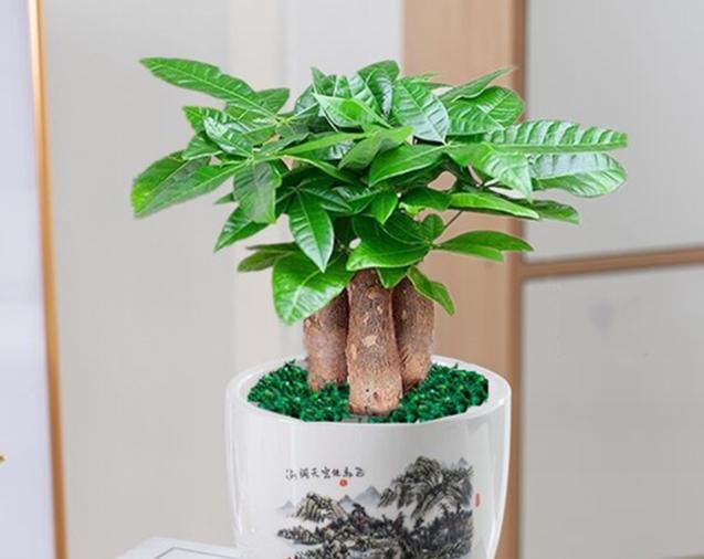 如何养好发财树（打造美丽的发财树造型）