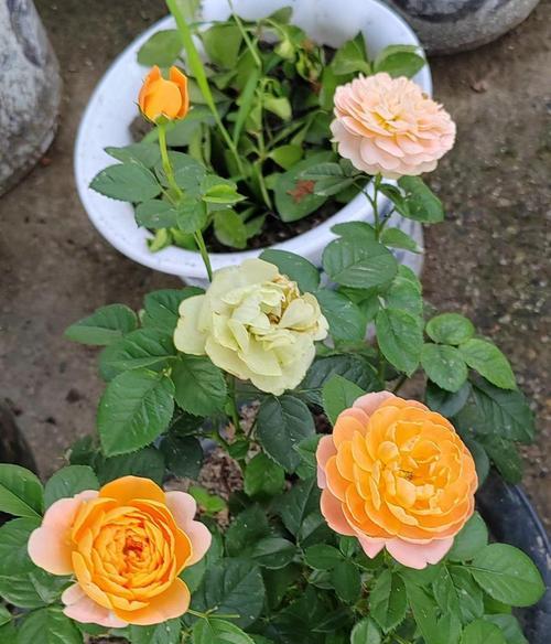 梅豆角为何不开花？（探究梅豆角不开花的原因及应对方法）