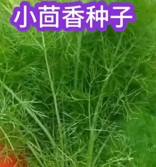 割茬茴香的最佳时间和方法（种植细节和注意事项）