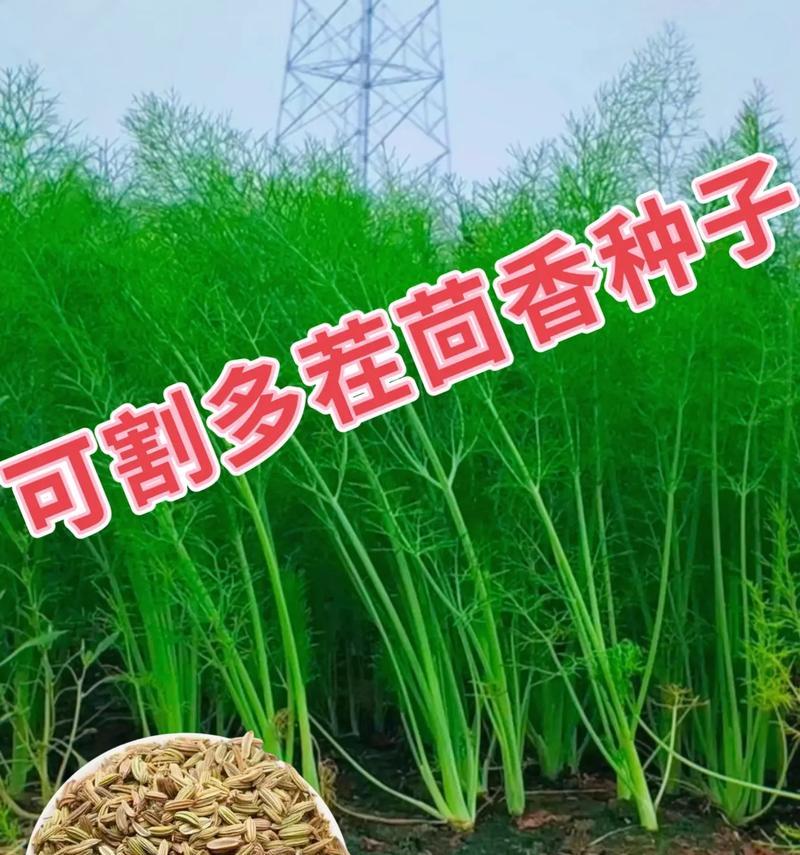 割茬茴香的最佳时间和方法（种植细节和注意事项）
