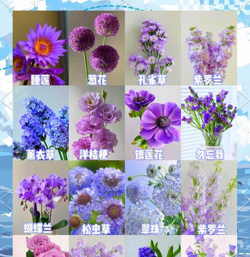 芹菜花开花次数的探究（一年几次？掌握开花规律是关键）