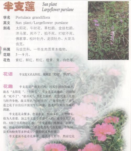 芹菜花开花次数的探究（一年几次？掌握开花规律是关键）
