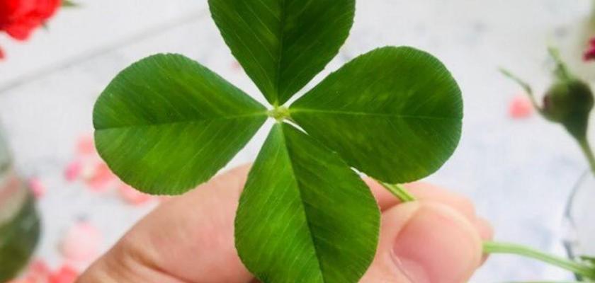 幸运草开花的美丽神奇（探秘幸运草开花的奥秘）