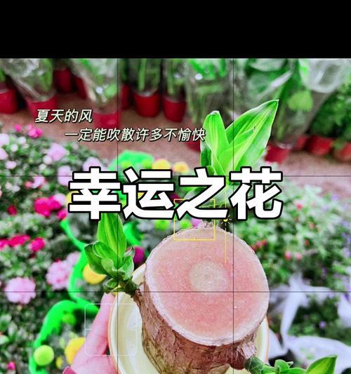幸运草开花的美丽神奇（探秘幸运草开花的奥秘）