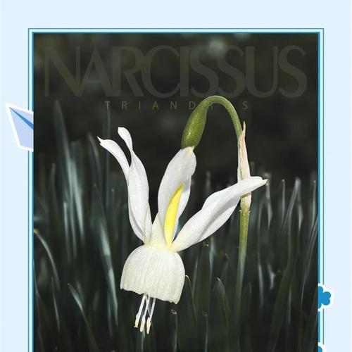 菊花苗栽种时间和技巧（打造精致的秋日花园，菊花苗栽种你需要知道的关键信息）