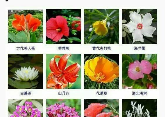 大花金鸡菊是多年生的吗？（探究大花金鸡菊的生命周期与特性）