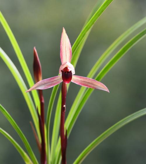探秘中国兰花之都（揭秘南昌市花——兰花的妙处与魅力）