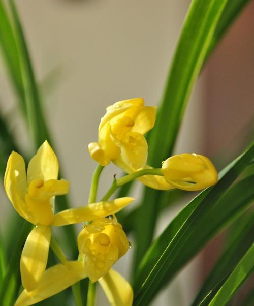 探秘中国兰花之都（揭秘南昌市花——兰花的妙处与魅力）