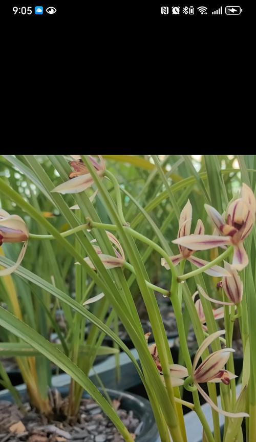 探秘中国兰花之都（揭秘南昌市花——兰花的妙处与魅力）