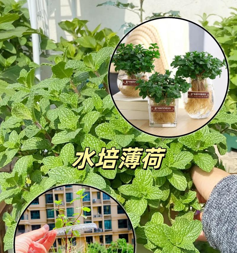 薄荷种植（对比水培和土培的优劣，找到最适合薄荷种植的方法）