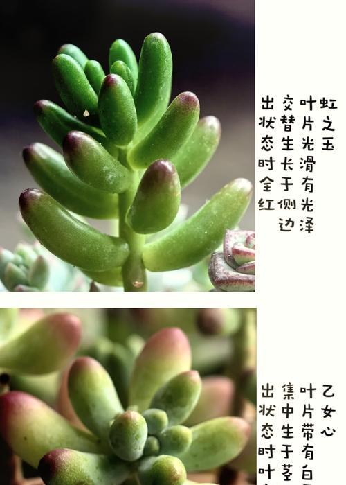 如何成功养护多肉虹之玉？（多肉爱好者必看，这些技巧让你的虹之玉更美丽）