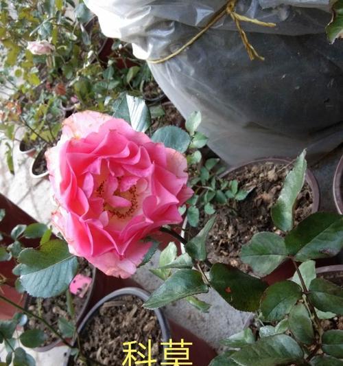 科莫月季的优缺点（探究科莫月季的特性及其适合种植的场所）
