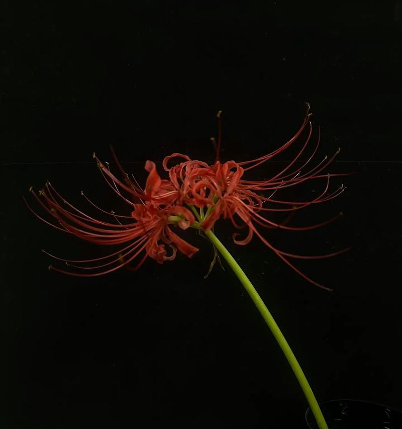 白彼岸花的寓意与象征（一朵富有哲理的白色花卉，代表着生命、死亡和重生）