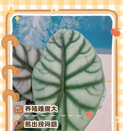 白犀牛海芋的养殖方法和注意事项（学会这些技巧，让你的白犀牛海芋茁壮成长）
