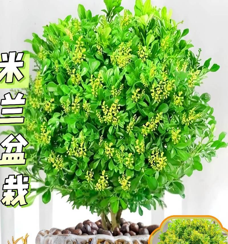 盆栽米兰的养殖方法和注意事项（从选苗到管理，打造美丽生态家园）