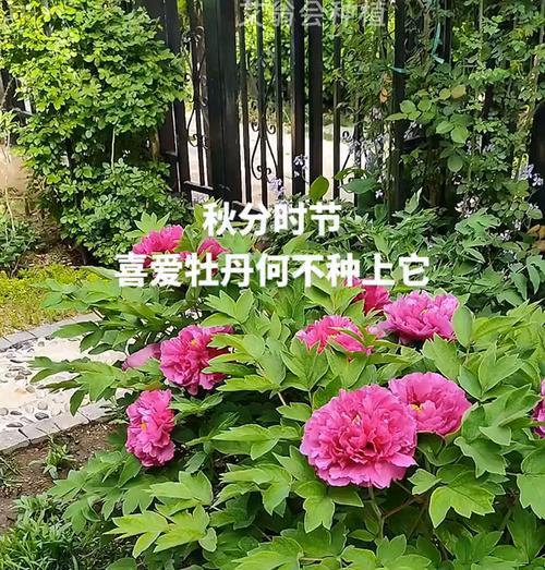 四季牡丹适合在室内养吗？（适合室内养护的四季牡丹的特点及养护技巧）